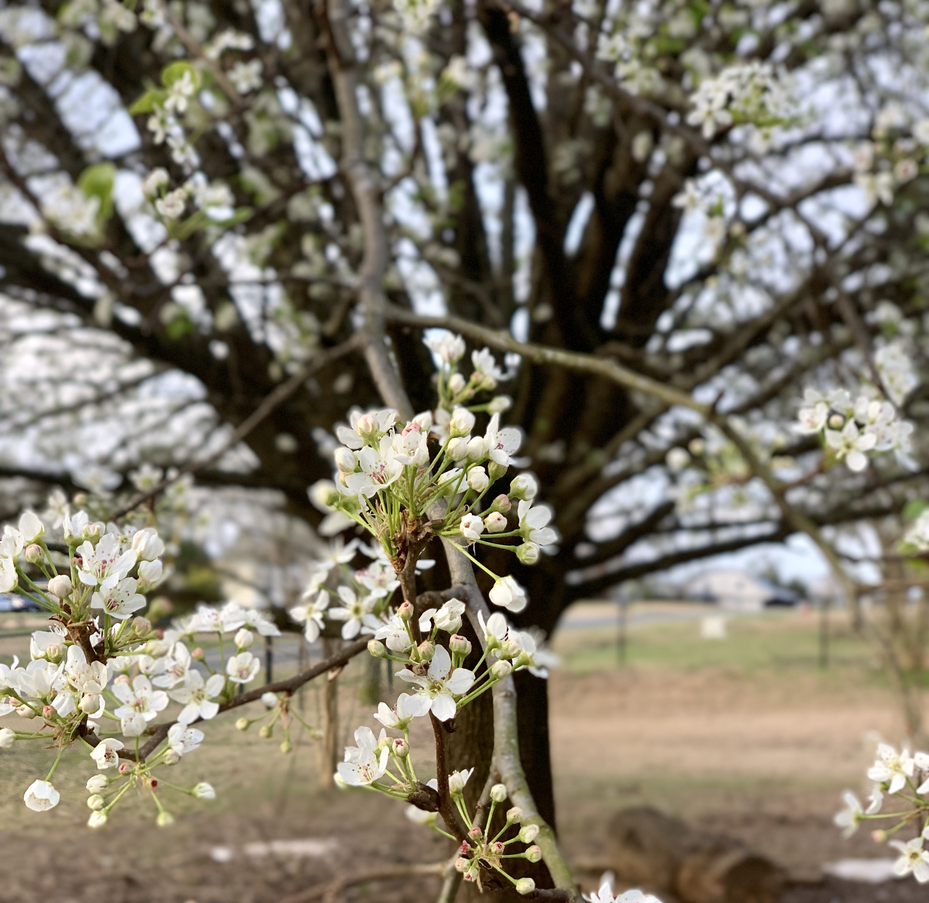 Spring